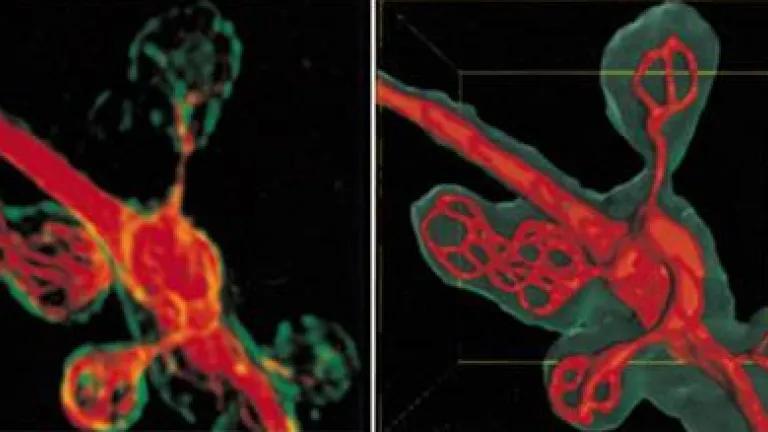High resolution 3D deconvolution analysis (left) and 3D surface reconstruction (left) of microtubular network (red) inside boutons (green) at the Drosophila larval neuromuscular junction
