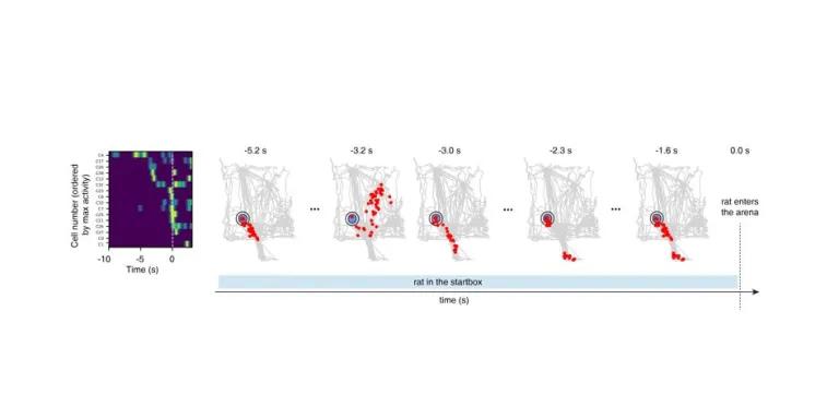 The “thought out” paths replayed by the hippocampus during decision making.