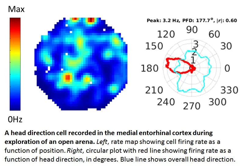 head direction cell