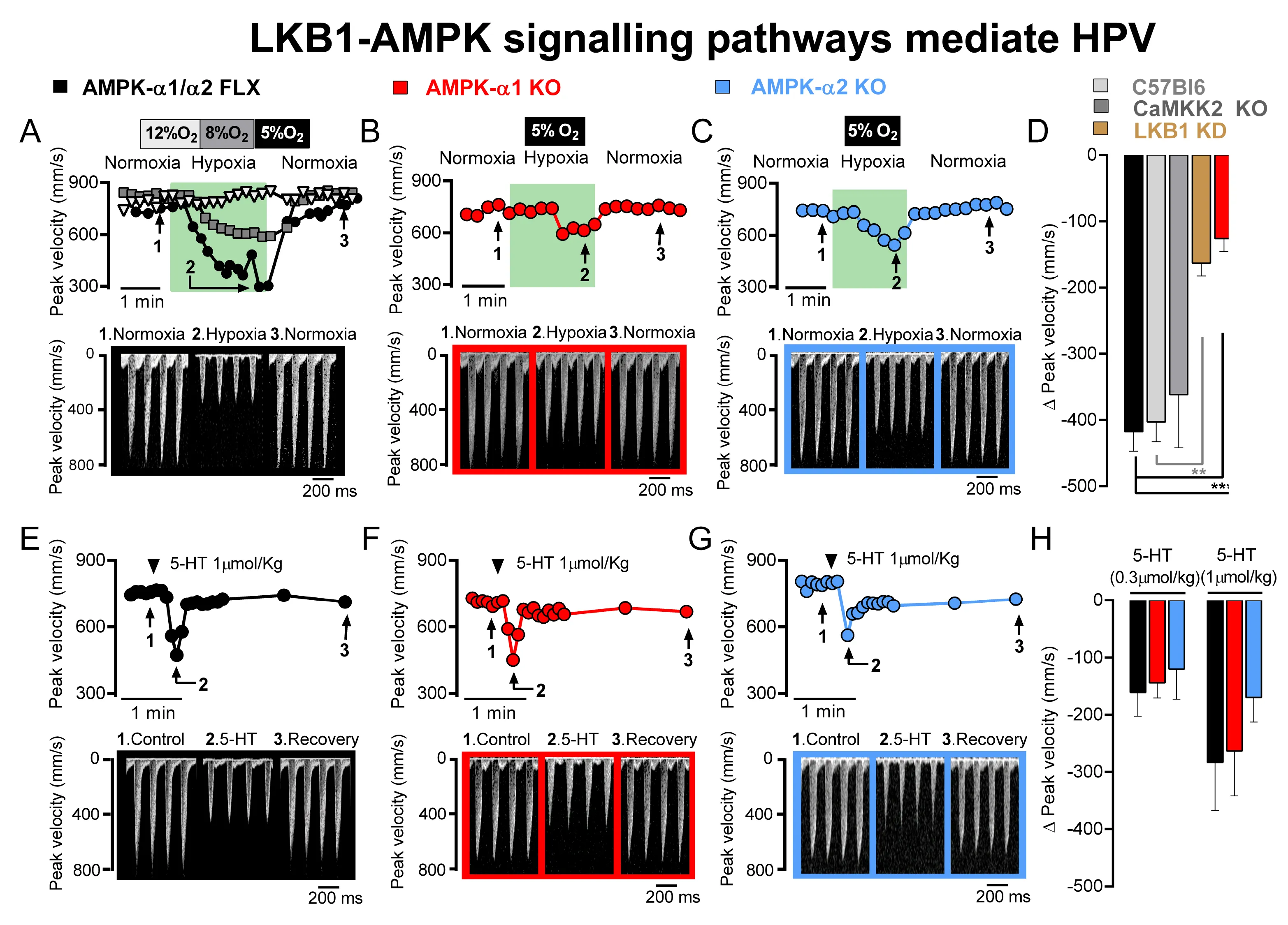 Fig 2 AMPK HPV
