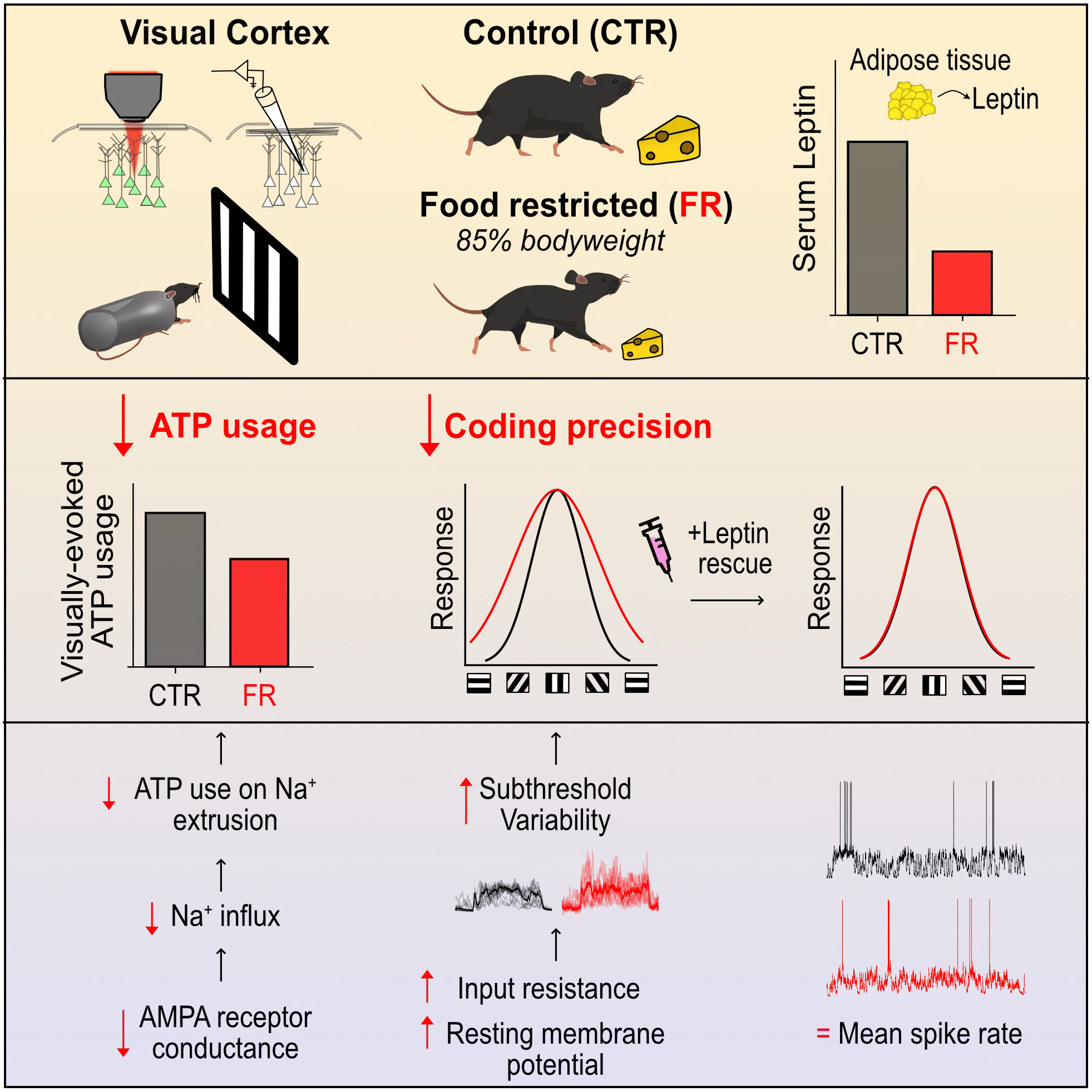 A picture containing chart