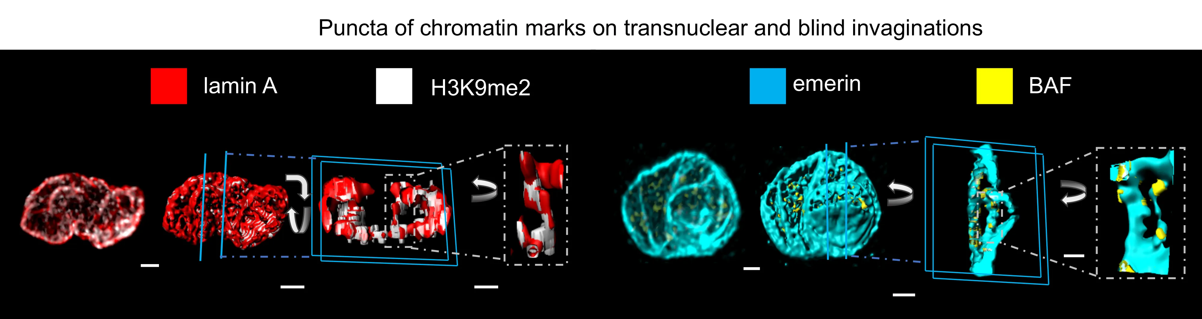 Website Fig 5 Cell-wide web.png