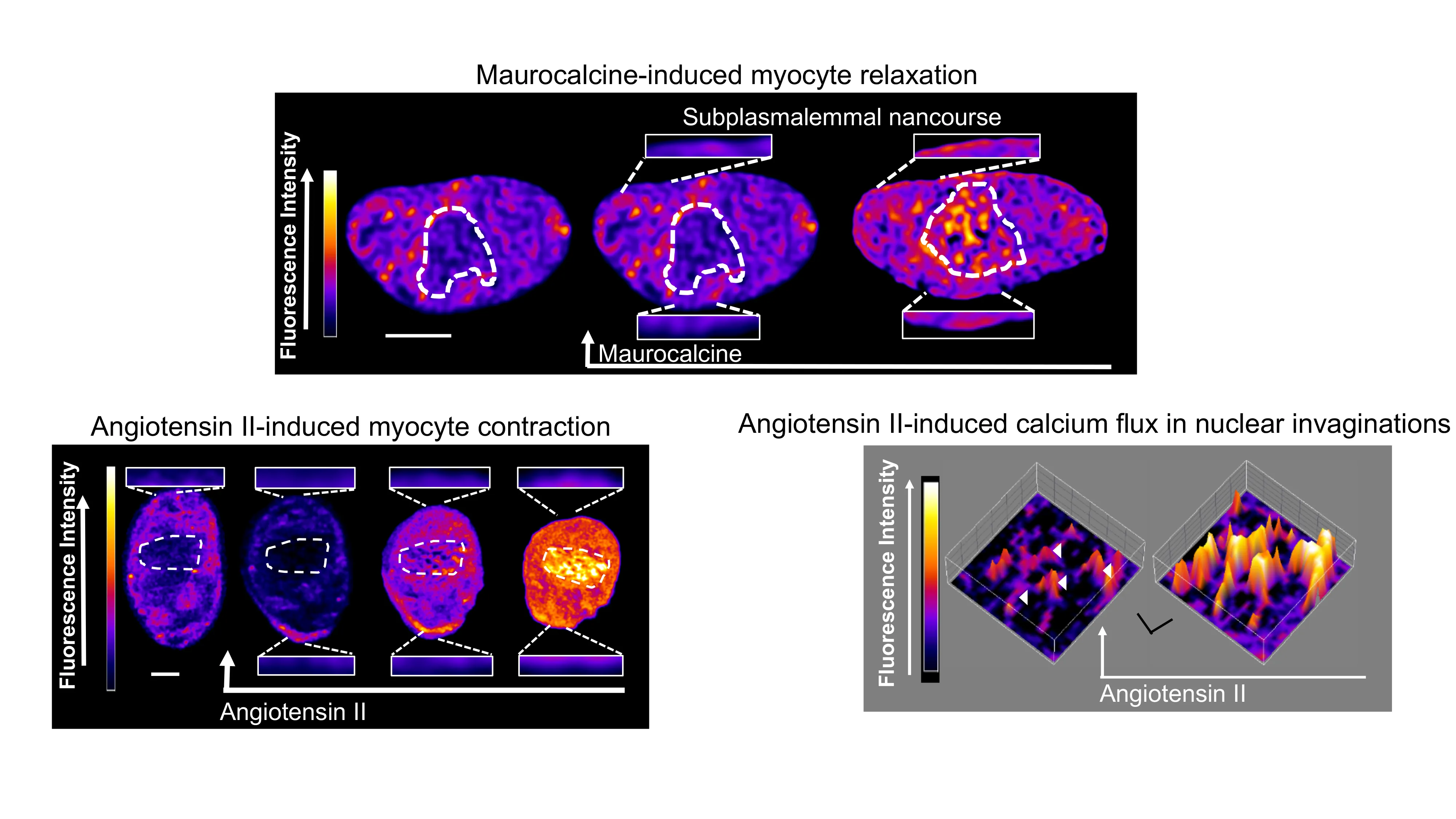 Website Fig 7 MAura AngII.png