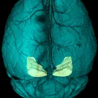 Blue brain
