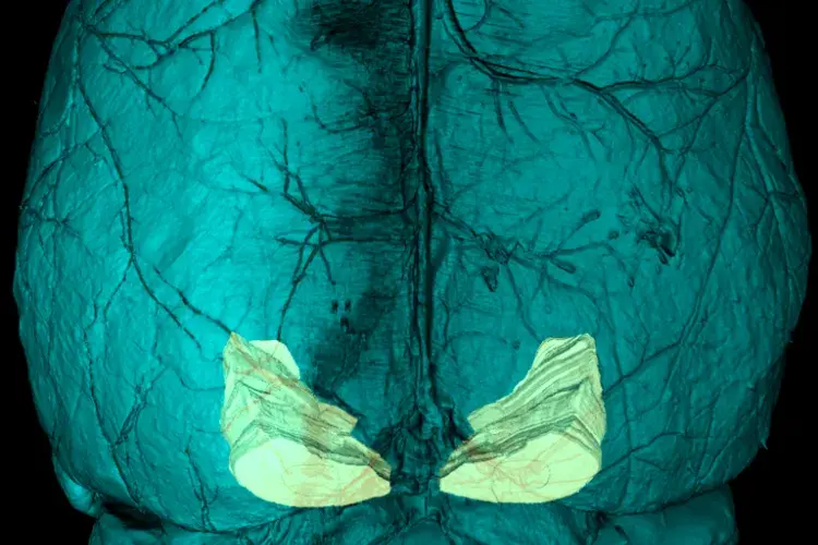 Blue brain