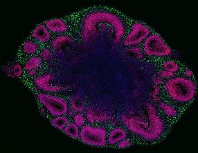 CDBS Thomas Theil - Organoid Organoid