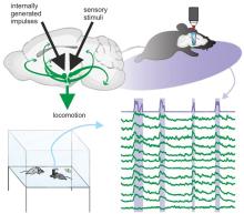 Figure 1: Lateral hypothalamic orexin neurons control locomotion in response to internally generated impulses as well as sensory stimuli. For more information, see https://doi.org/10.1016/j.pneurobio.2020.101771  
