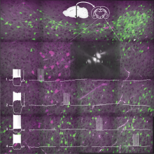 Figure 2: Lateral hypothalamic neurons do not form densely connected local microcircuits. Background micrograph shows GAD65 neurons in green and MCH neurons in magenta. For more information, see https://doi.org/10.1016/j.cub.2020.07.061