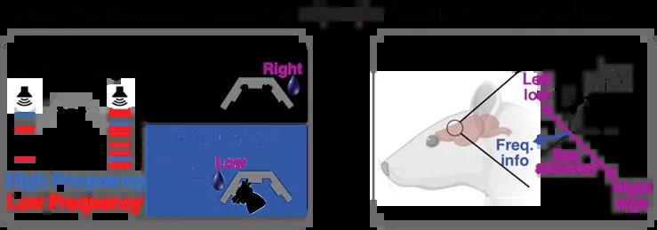 MP 1