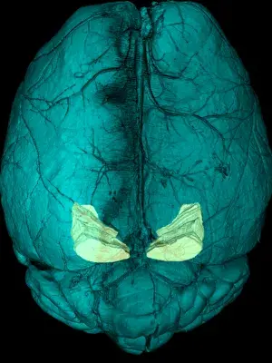 Blue brain