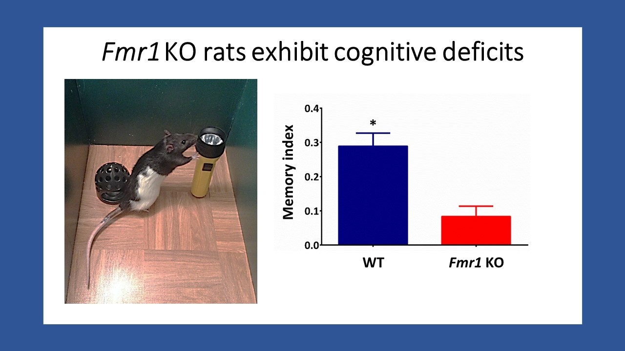 “Using spontaneous object exploration tasks to explore cognitive deficts in rats models of intellectual disabilities”
